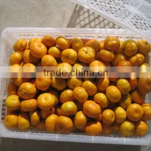 2012 Fresh Honey Sweet Shatang Orange thumbnail-1