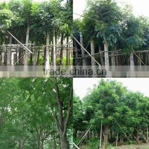 Swietenia Mahagoni(L.)Jacq. thumbnail-5