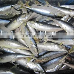 New Frozen Mackerel Fish 100-120g thumbnail-1