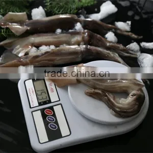 Frozen Squid 150-200g thumbnail-1