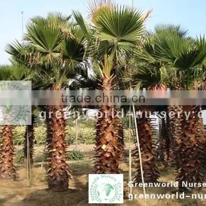Washingtonia Robusta Export thumbnail-1