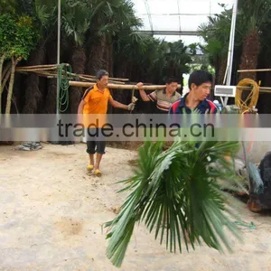 Trachycarpus Fortunei Grower and Exporter thumbnail-1