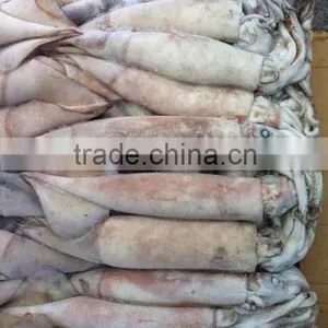 Frozen Squid ( Sleeve-fish ) Raw Material thumbnail-1
