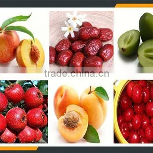 Leader Dates Seeds Removing Machine With Website:leaderservice005 thumbnail-4