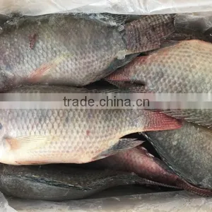 FROZEN TILAPIA WHOLE ROUND 500-800G thumbnail-2
