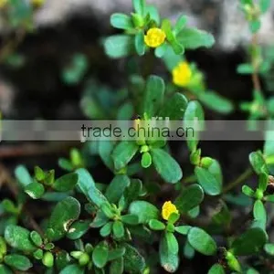 Portulacaceae ,Portulaca, Flower Seeds , Herb Seed,vegetalbe Seed,fruit Seed,grass Seed thumbnail-4