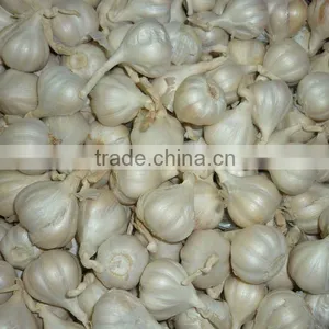 LySon Garlic thumbnail-1
