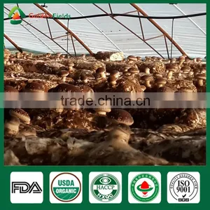 Dried Shiitake Mushrooms,Fresh Shiitake Mushrooms,Mushroom Seeds For Sale thumbnail-5