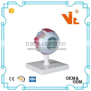 V-AM001 Eyeball Model(anatomical Model,medical Model) thumbnail-1