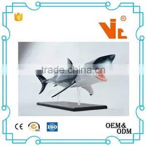 V-AM052 4D MASTER Shark Specimens Anatomical Model thumbnail-1