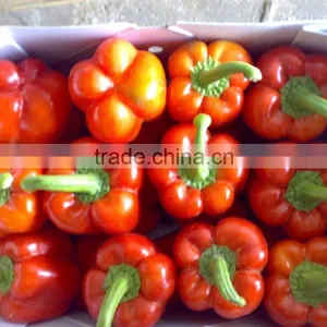 Fresh Pepper thumbnail-1