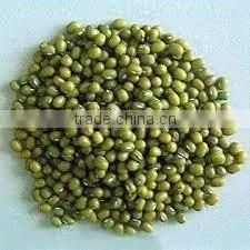 Mung Beans thumbnail-1