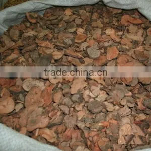 Jin Qiao Mai Root of Buckwheat Rhizoma Fagopyri Dibotryis thumbnail-4