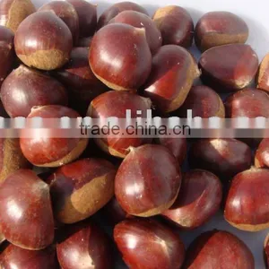 Fresh Chestnut 2015 Crop thumbnail-1