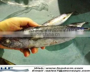 Frozen Bonito Tuna Fish Big Size thumbnail-1