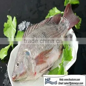 HHF IQF 10KG/CTN Frozen WRGutted Tilapia Fish With Good Price thumbnail-1
