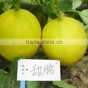 Hybrid F1 Yellow Peel Red Flesh Sweet Melon Seeds For Growing-Sweet Crisp F1 thumbnail-1