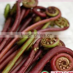Salted Bracken(warabi) thumbnail-5