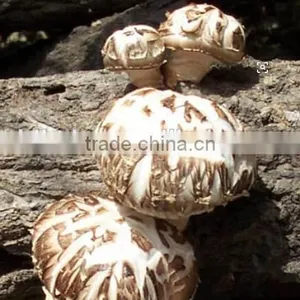 Dried Shiitake Mushroom Whole thumbnail-1