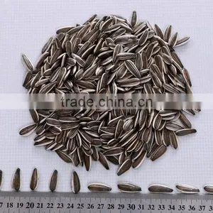 Well Selected Sunflower Seeds 5009 thumbnail-3