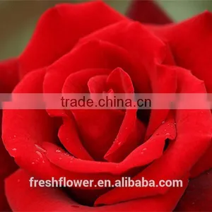 Export Cut Fresh Flower of Red Rose Flower as Holiday Gifts thumbnail-1