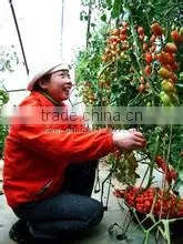 SUCA Tomato Pollination Tool,Tomato Pollinators Made in China. thumbnail-1