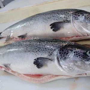 Atlantic Salmon Fish, Salmon Belly, Salmon Backbone, Salmon Head, Salmon HOG, Norwegian Salmon HG, Salmon Oil, Caviar thumbnail-1