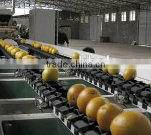 Tomato Grading Machine Sorter Grader thumbnail-2