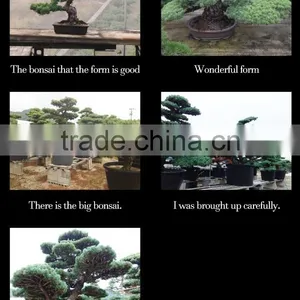 Professional and a Heart Feels Relaxed Bonsai Tree Price Tree With Eco-friendly Made in Japan thumbnail-4