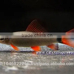 Rainbow Shark Fish/Ornamental Fish Thailand thumbnail-1