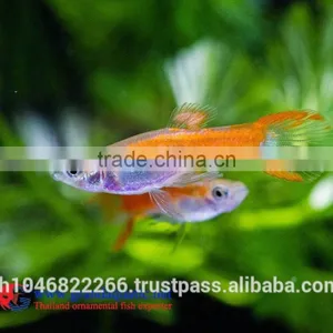 Endler Guppy Fish / Guppy Fish for Sale thumbnail-6