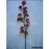 Dried Flower thumbnail-1