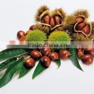 High Quality Bulk Chestnut in China thumbnail-1
