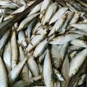 Sardine Fish Export Frozen Sardine Fish Whole Round Frozen Sardine Fish thumbnail-5