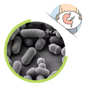 L.plantarum Lactobacillus Plantarum Milky White To Light Yellow Powder Probiotics Regulate The Gut thumbnail-1