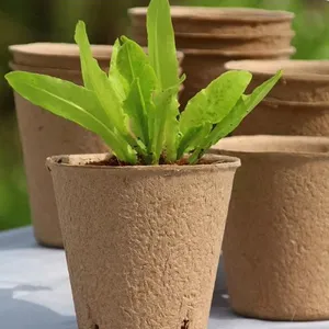 Peat Pots for Flower Nursery, 2.5-Inch, Root Penetration Design, Promotes Healthy Growth thumbnail-3