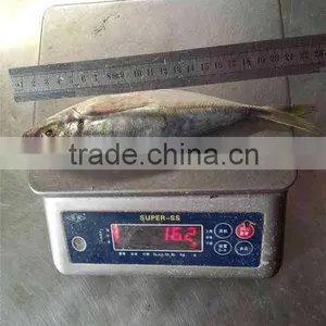HACCP EU Frozen Horse Mackerel From Pacific Ocean thumbnail-1