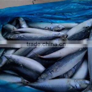 Pacific Mackerel New Coming Seafood thumbnail-4