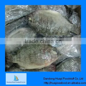 Wholesale Frozen Tilapia thumbnail-1