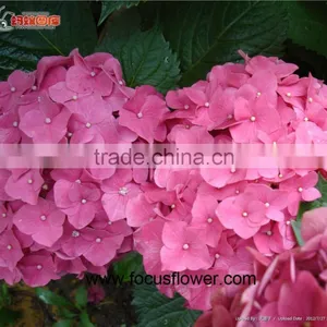 Fresh Cut Flowers Wholesale High Quality Cut Fresh Hydrangea With 50cm Long Stem thumbnail-5