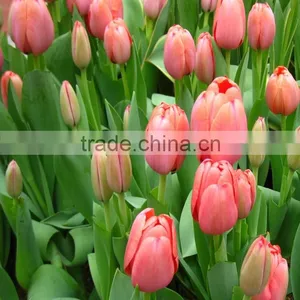 2016 High Quality Tulips, Fresh Cut Tulips Same Quality Like Holland From China thumbnail-2