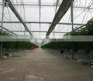 Red Color Fresh Tomato From Turkey thumbnail-5