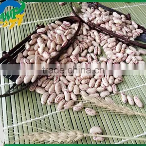 New Crop Light Red Speckled Kidne y Beans Long Shape Bamboo Bean for Europe thumbnail-3
