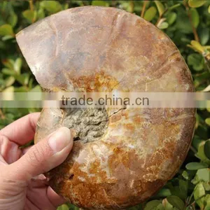 Wholesale Natural Snail Fossils Animals Fossils thumbnail-1