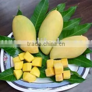 [super Deal] Fresh Mangoes thumbnail-1