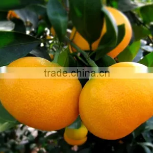 Companies Imported Fruit Wholesale Price Orange thumbnail-2
