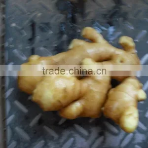Fresh Ginger Crop2010 thumbnail-1