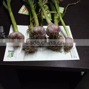 Liliaceous Vegetabless Product Type and Garlic 2017 thumbnail-3