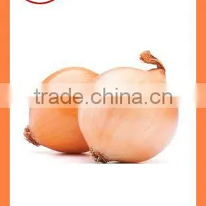 Bulk Chinese Best Quality Fresh Yellow Onion thumbnail-4