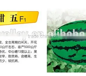 Hybrid F1 Sweet Red Watermelon Seeds For Sale-Sweentess Five F2 thumbnail-1